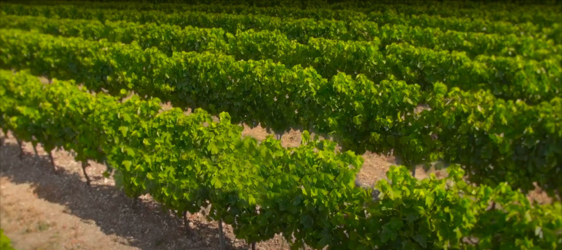 Temecula grape vines